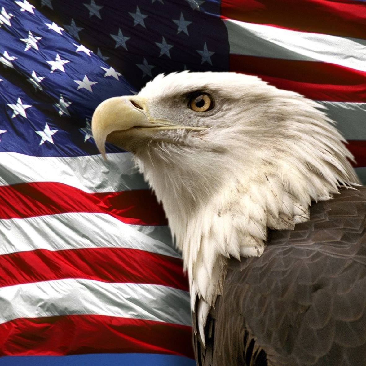 pacesettingtimes Bald eagle with American flag background.